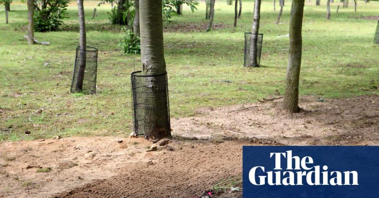 Green burials – the biodegradable alternative | Letter