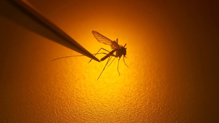 Mosquitos in central Mass. town test positive for EEE
