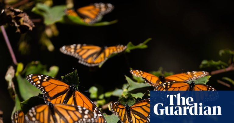 Monarch butterflies’ mass die off in 2024 caused by pesticide exposure – study