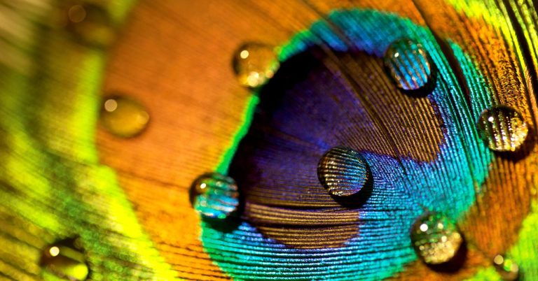 Peacock Feathers Are Stunning. They Can Also Emit Laser Beams